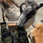 The Must-Have Skincare Ingredient : Goat Milk